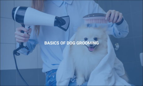 Basics of Dog Grooming