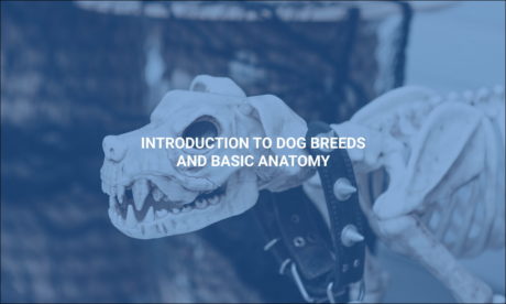 Introduction to Dog Breeds and Basic Anatomy