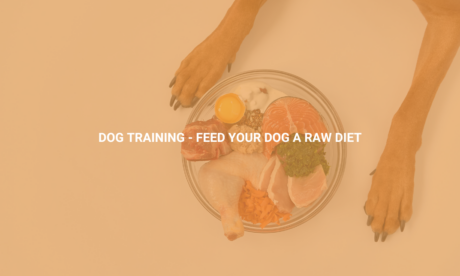 Dog Training - Feed Your Dog A Raw Diet